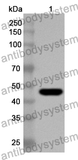 Anti-Human TMPRSS2 Polyclonal Antibody