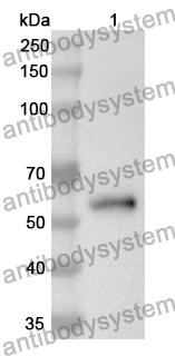 Anti-NCAM2 Polyclonal Antibody