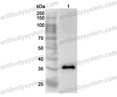 Anti-Human STX7 Polyclonal Antibody