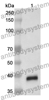 Anti-CCL16/HCC-4 Polyclonal Antibody