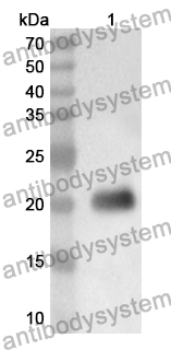 Anti-MAFG Polyclonal Antibody