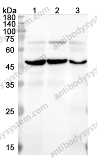 Anti-PDK1/PDPK1 Polyclonal Antibody