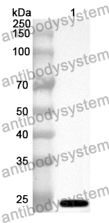 Anti-PER1 Polyclonal Antibody