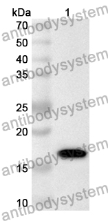 Anti-Human FABP7 Polyclonal Antibody