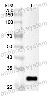 Anti-Human DHX15 Polyclonal Antibody