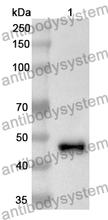 Anti-SPINT2 Polyclonal Antibody