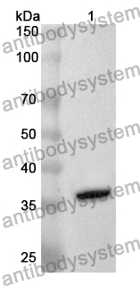 Anti-FGF16 Polyclonal Antibody