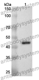 Anti-MGAM/MGA Polyclonal Antibody