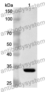 Anti-SUV39H1 Polyclonal Antibody