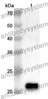 Anti-KLF4 Polyclonal Antibody