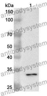 Anti-CD133/PROM1 Polyclonal Antibody