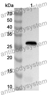 Anti-Human CD133/PROM1 Polyclonal Antibody