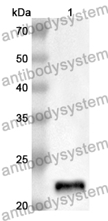 Anti-TNFSF12 Polyclonal Antibody