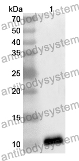 Anti-PSCA Polyclonal Antibody