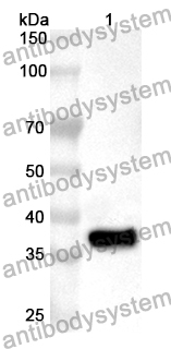 Anti-Human GET3 Polyclonal Antibody