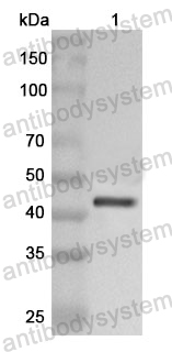 Anti-Human STX6 Polyclonal Antibody