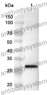 Anti-SCO2 Polyclonal Antibody