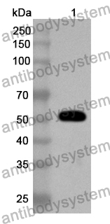 Anti-EDIL3 Polyclonal Antibody