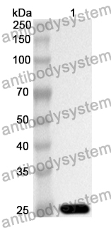 Anti-GAS2 Polyclonal Antibody