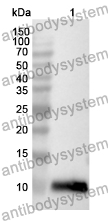 Anti-CXCL13/BCA-1/BLC Polyclonal Antibody