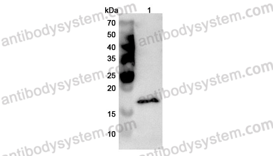 Anti-GMFG Polyclonal Antibody