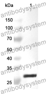 Anti-KLK8 Polyclonal Antibody