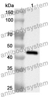 Anti-OPA1 Polyclonal Antibody