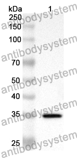 Anti-Human ZEB2 Polyclonal Antibody