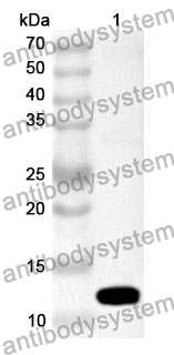 Anti-Human HBP1 Polyclonal Antibody