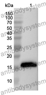 Anti-GDF9 Polyclonal Antibody