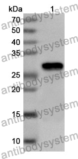 Anti-Human GSDME Polyclonal Antibody