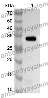 Anti-Human CD205/LY75 Polyclonal Antibody