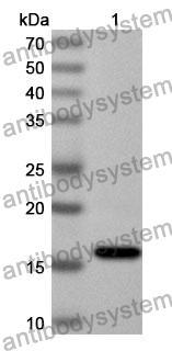 Anti-Human MPZL2 Polyclonal Antibody