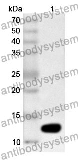 Anti-Human PSPN Polyclonal Antibody