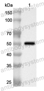 Anti-Human CD285/TLR5 Polyclonal Antibody