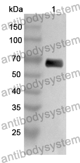 Anti-CD282/TLR2 Polyclonal Antibody