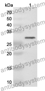 Anti-Human EXOC3 Polyclonal Antibody