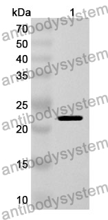 Anti-Human MRPS14 Polyclonal Antibody