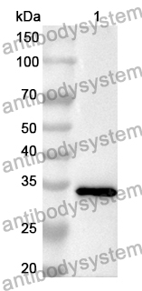 Anti-PQBP1 Polyclonal Antibody