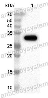 Anti-Human HUS1 Polyclonal Antibody