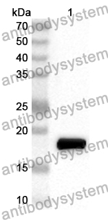 Anti-Human RNASEH1 Polyclonal Antibody