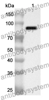 Anti-Human WDR1 Polyclonal Antibody