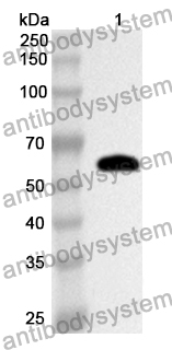 Anti-LRP4 Polyclonal Antibody