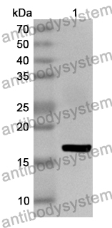 Anti-Human ATG13 Polyclonal Antibody