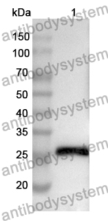 Anti-CD275/ICOSLG Polyclonal Antibody