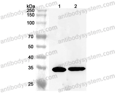 Anti-Human COQ9 Polyclonal Antibody