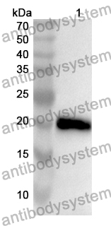 Anti-GADD45B Polyclonal Antibody