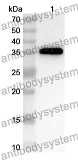 Anti-Human VPS4B Polyclonal Antibody