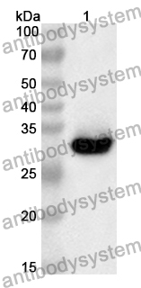 Anti-Human TULP3 Polyclonal Antibody