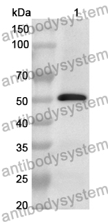 Anti-GMNN Polyclonal Antibody